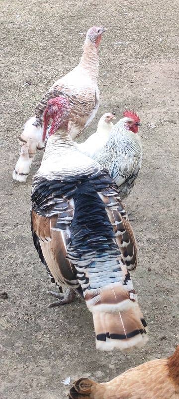 Turkey Pair 1