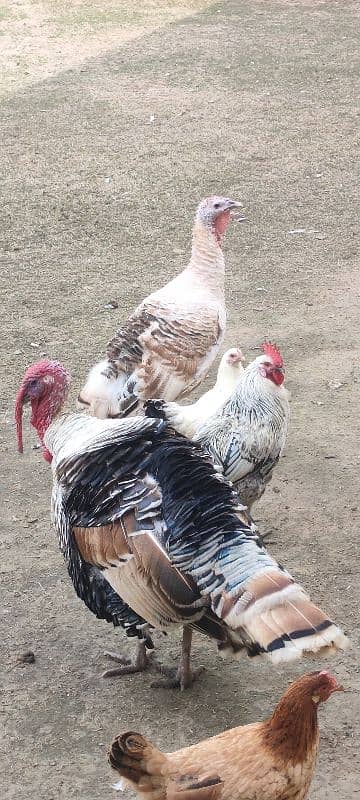 Turkey Pair 2