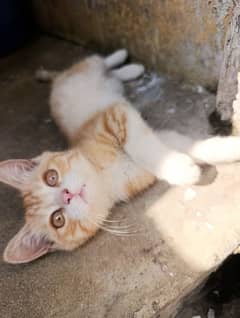 Turkish angora male kitten