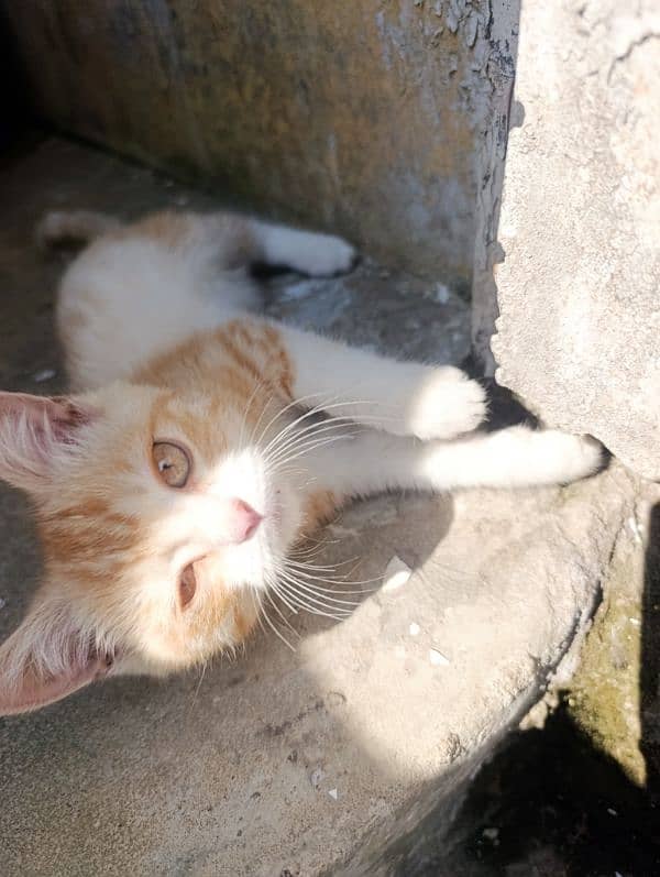 Turkish angora male kitten 1