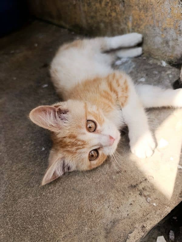 Turkish angora male kitten 2