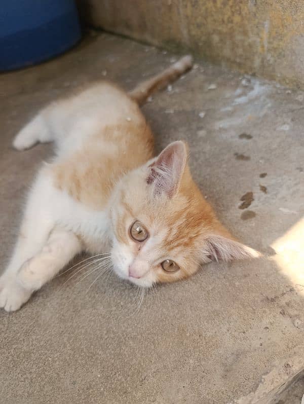 Turkish angora male kitten 3