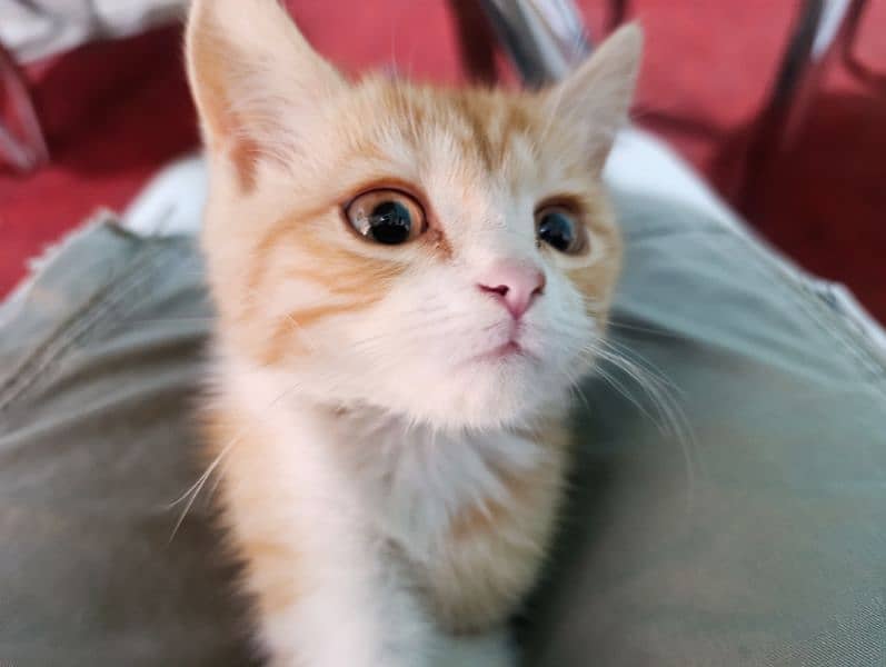 Turkish angora male kitten 4