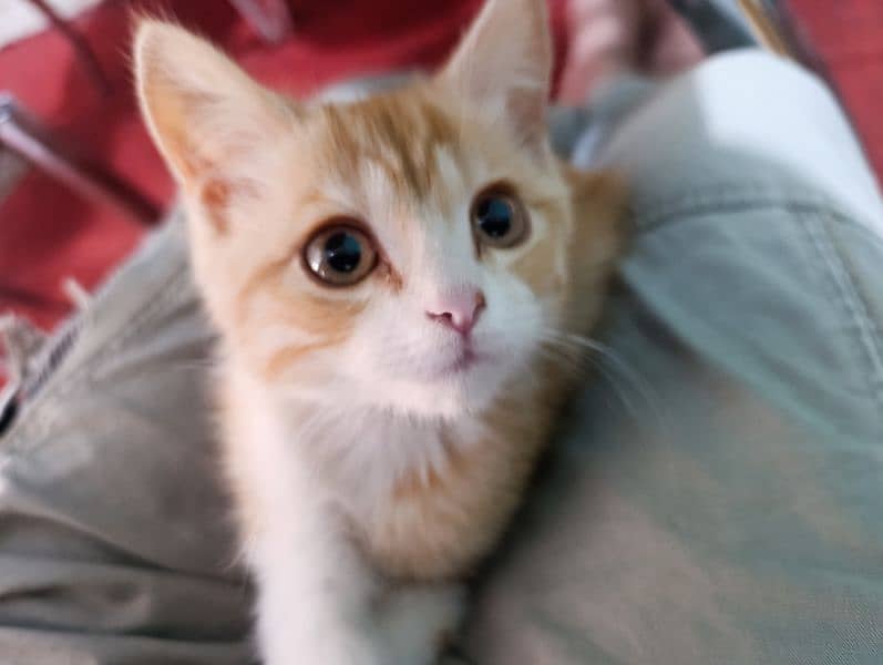 Turkish angora male kitten 5