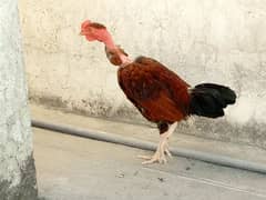 I am selling my  Desi rooster and hen|urgent sale|each hen price 1999