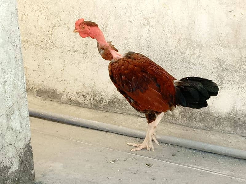 I am selling my  Desi rooster and hen|urgent sale|each hen price 1999 0