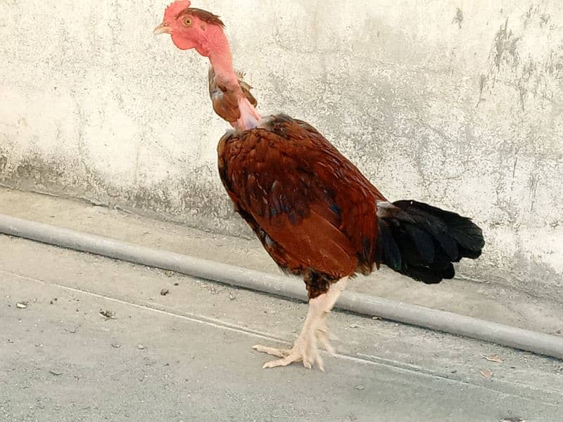 I am selling my  Desi rooster and hen|urgent sale|each hen price 1999 1