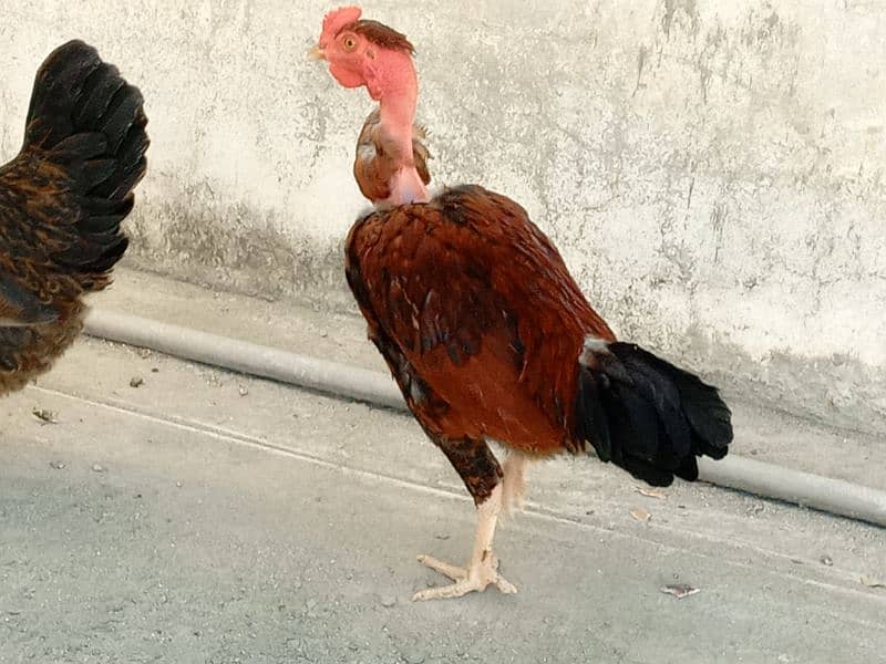 I am selling my  Desi rooster and hen|urgent sale|each hen price 1999 2