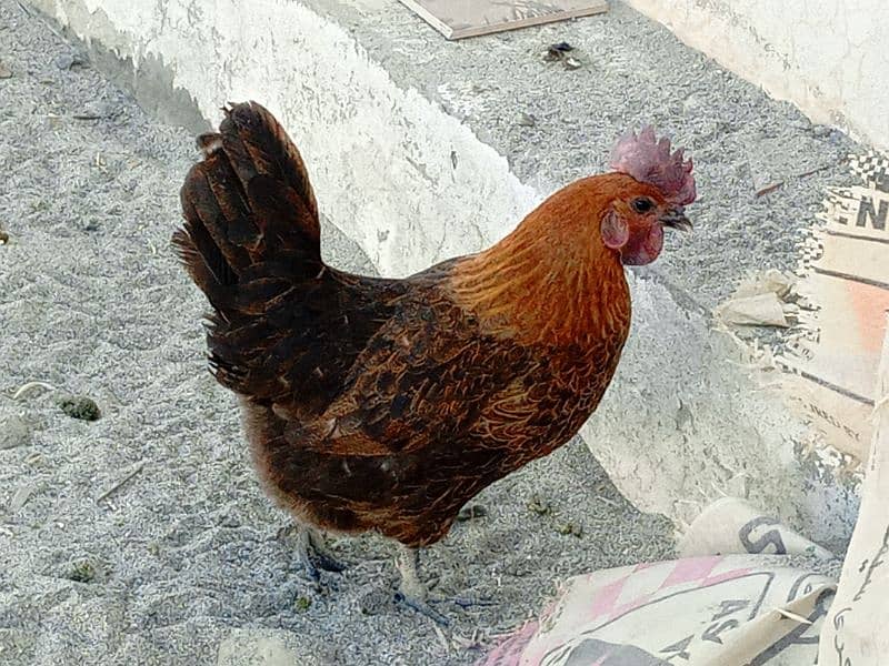 I am selling my  Desi rooster and hen|urgent sale|each hen price 1999 3