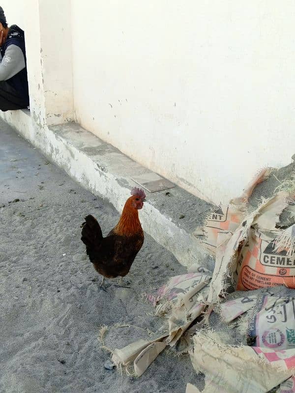 I am selling my  Desi rooster and hen|urgent sale|each hen price 1999 4