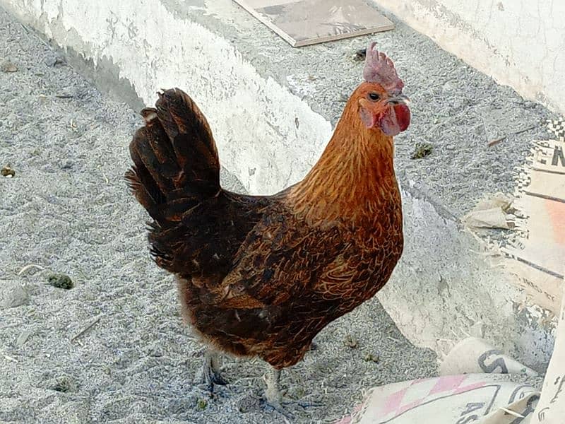 I am selling my  Desi rooster and hen|urgent sale|each hen price 1999 5