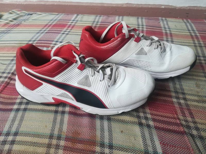 Puma Genuine Spikes Shoes (International Standard) 0