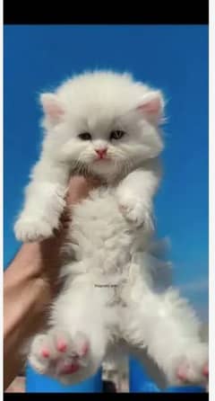 Persian cat for sale male or female my WhatsApp03292443631