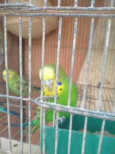 budgies