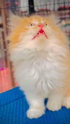 Persian cat for sale male or female my WhatsApp03292443631