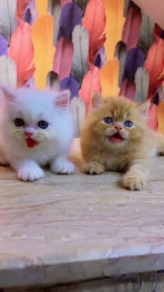 Persian cat for sale male or female my WhatsApp03292443631