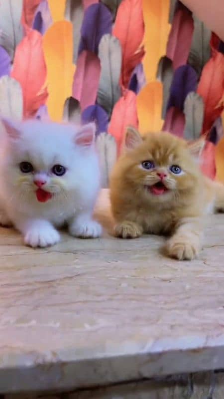 Persian cat for sale male or female my WhatsApp03292443631 0