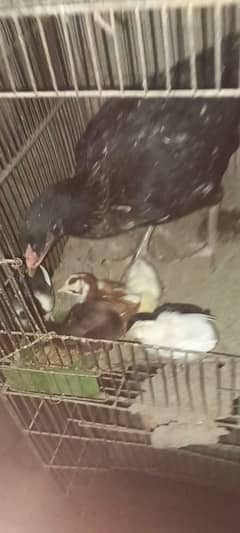 Aseel Mianwali Murghi with 6 chicks MashAllah