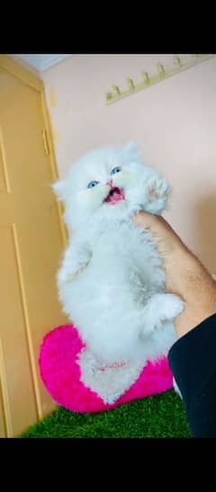 Persian cat for sale male or female my WhatsApp03292443631