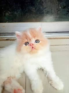 Persian cat for sale male or female my WhatsApp03292443631