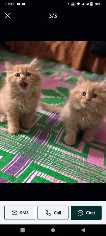 Persian cat for sale male or female my WhatsApp03292443631 1