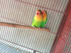 lovebird green fisher pair for sale