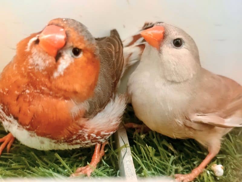 Mutations finches, fawn, silver , Albino Java 0