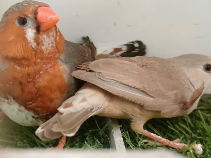 Mutations finches, fawn, silver , Albino Java 4