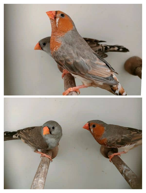 Mutations finches, fawn, silver , Albino Java 5