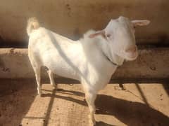 Bakra Bakriyan Tedy Gulabi Breading Setup