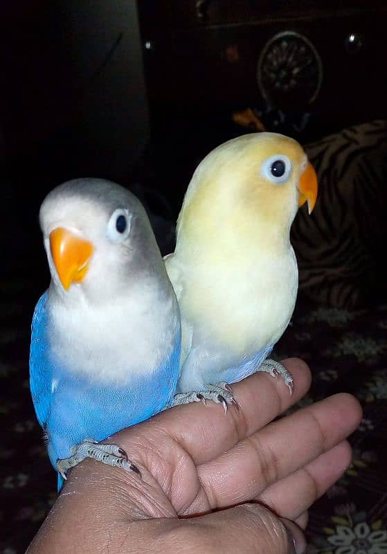 hand tame lovebirds 1