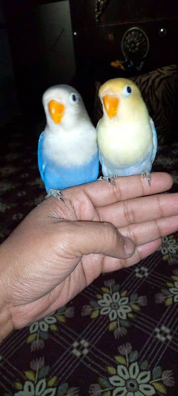 hand tame lovebirds 3