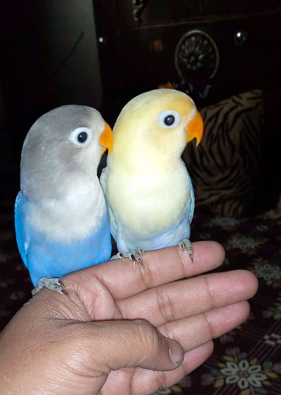 hand tame lovebirds 2