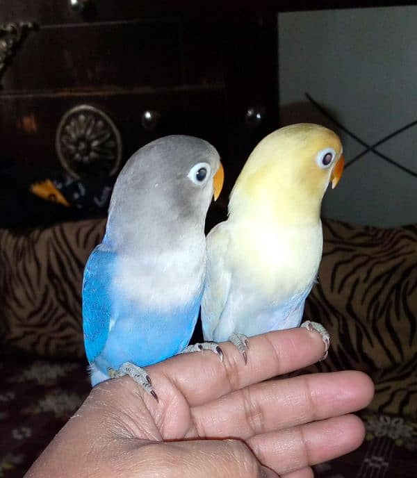 hand tame lovebirds 4