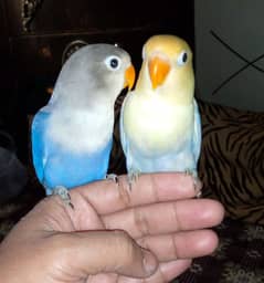 hand tame lovebirds