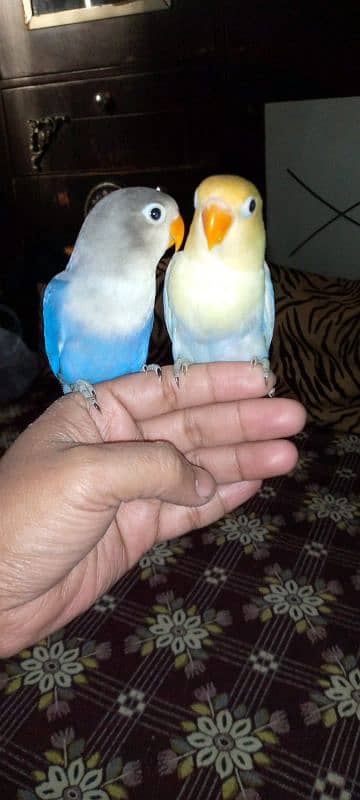 hand tame lovebirds 5