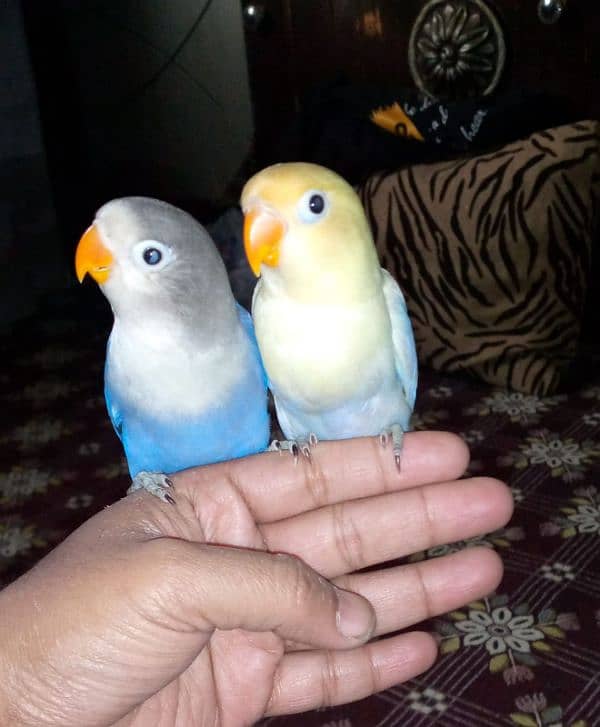 hand tame lovebirds 6