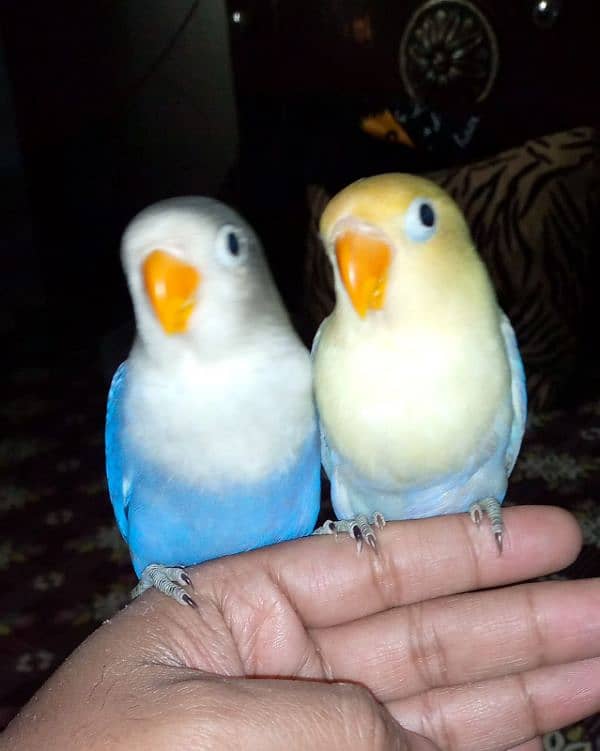 hand tame lovebirds 7