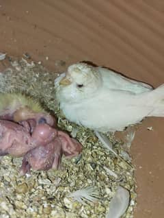 White Red eye budgie pair with chicks