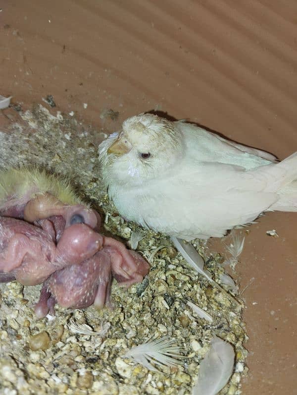 White Red eye budgie pair with chicks 0