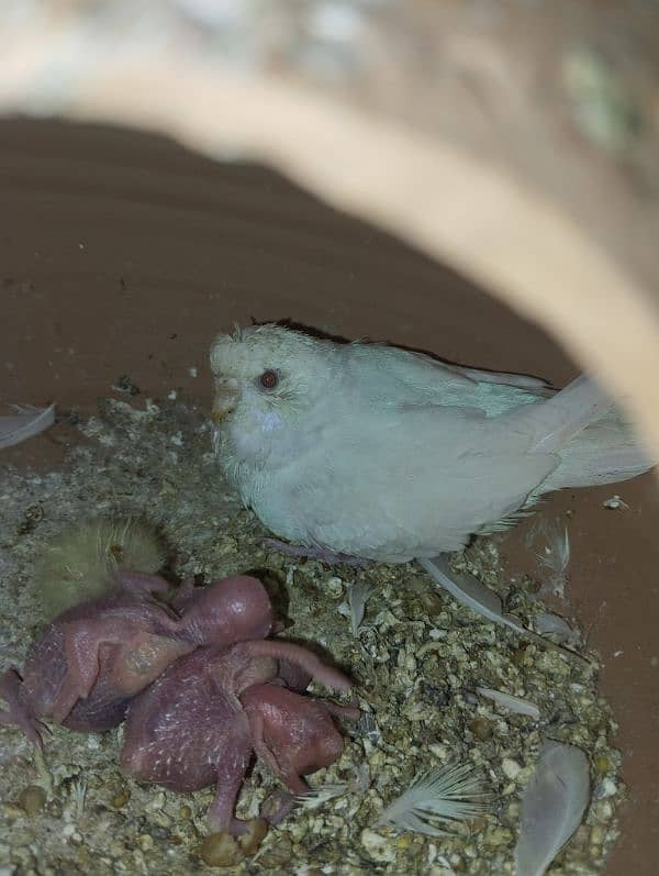 White Red eye budgie pair with chicks 1