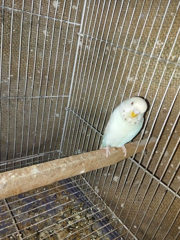 White Red eye budgie pair with chicks 2