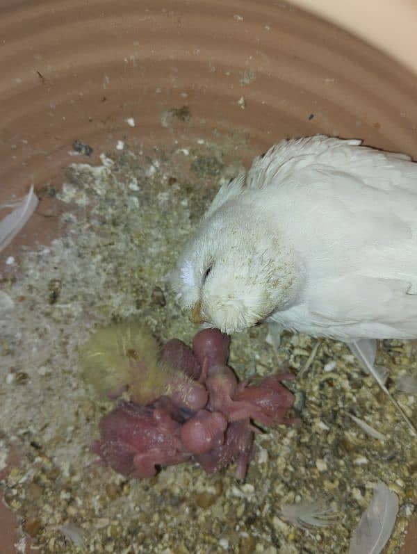 White Red eye budgie pair with chicks 3