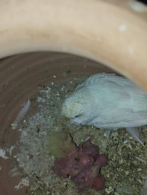 White Red eye budgie pair with chicks 4