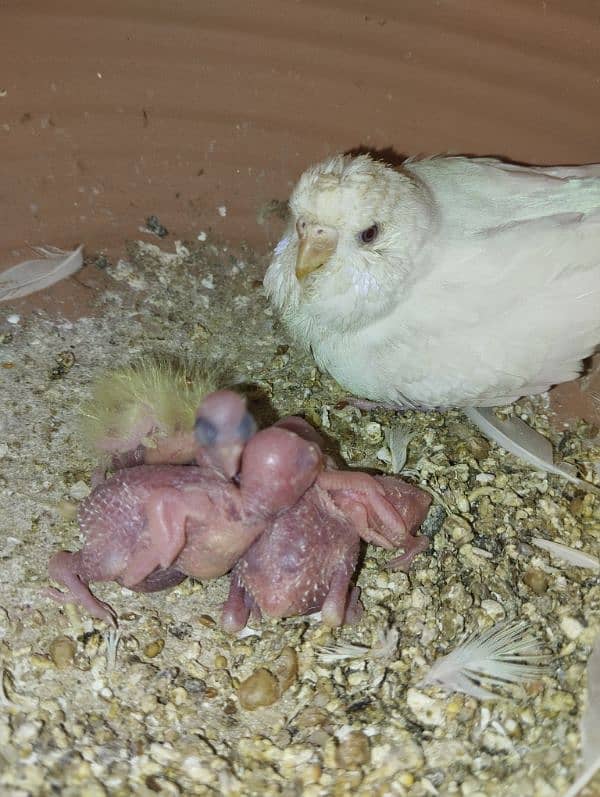 White Red eye budgie pair with chicks 5