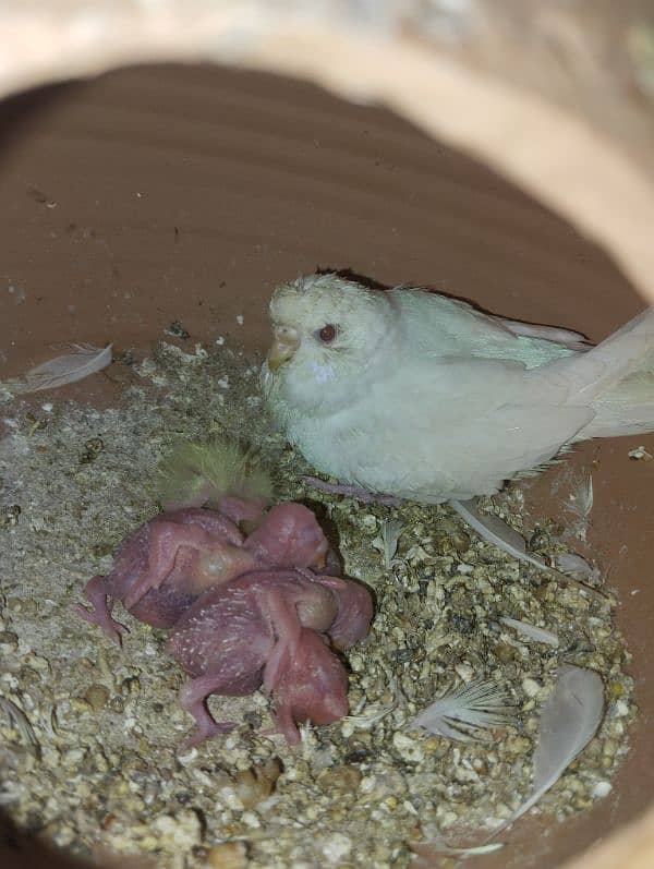 White Red eye budgie pair with chicks 6