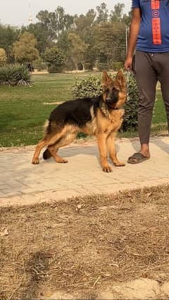 Germon shepherd male  pup