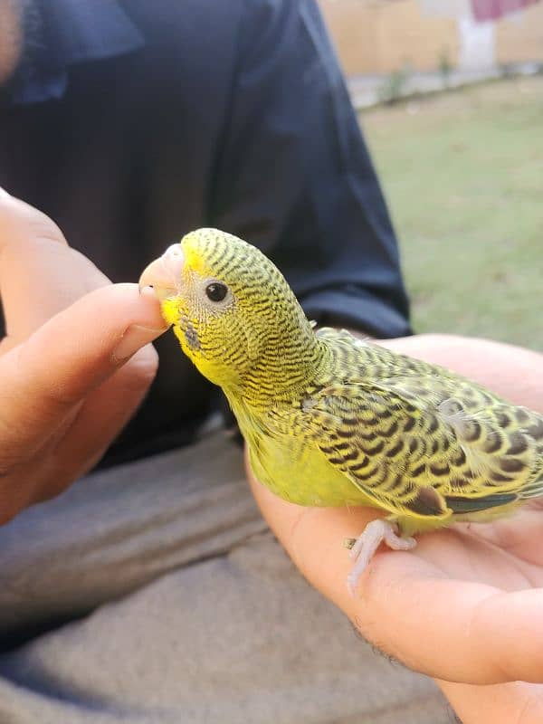 bajri parrots Breeder pair 999 Pathay pair 850 handtame 1200 per piece 0