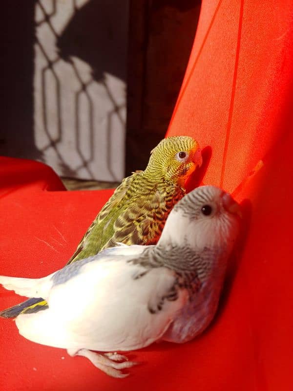 bajri parrots Breeder pair 999 Pathay pair 850 handtame 1200 per piece 2