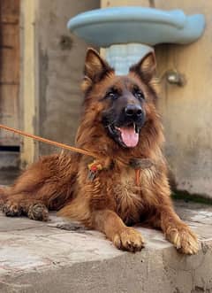 German Shepherd